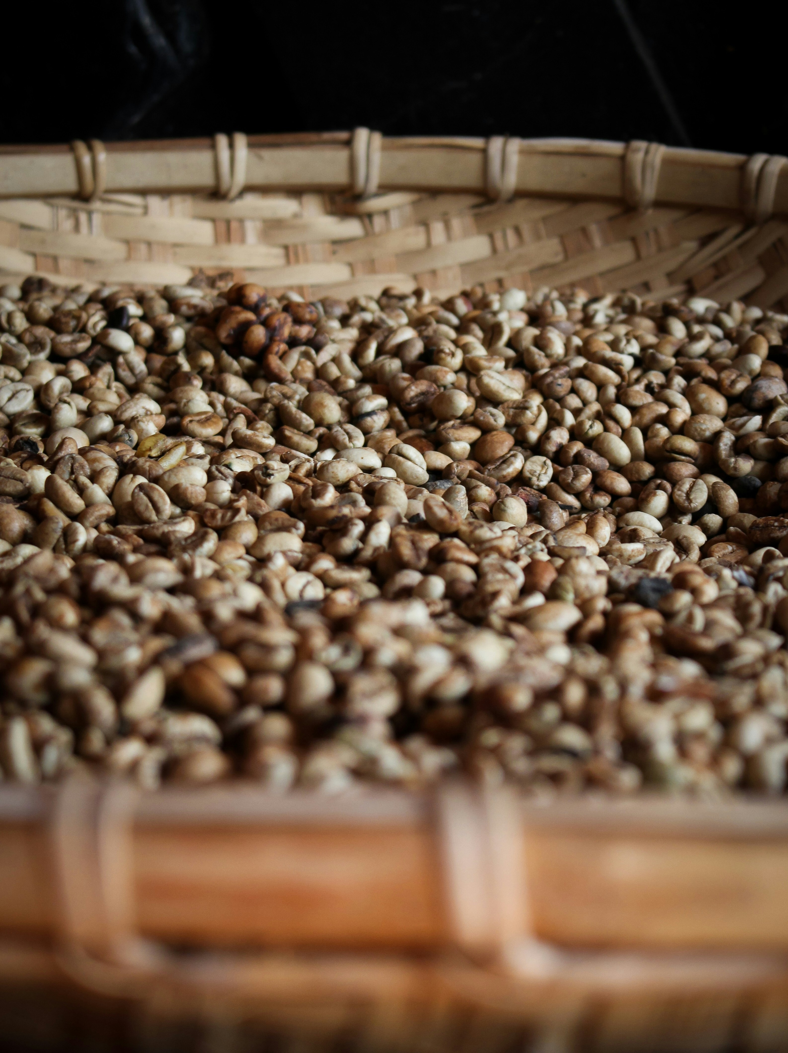 Coffee plantation