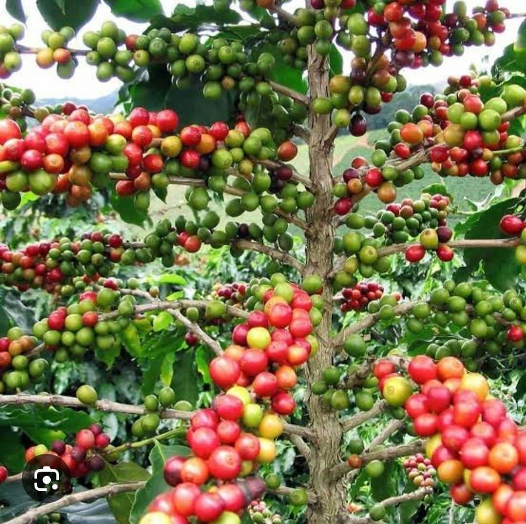 Coffee farmers in Uganda